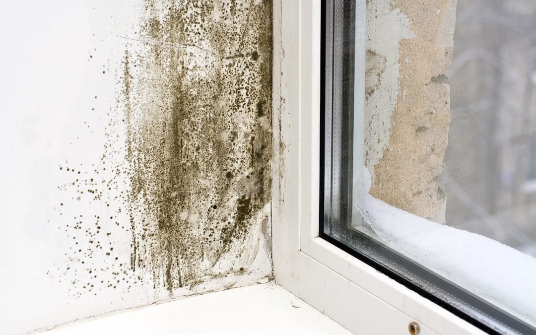 reduce humidity in the home to help prevent mold growth